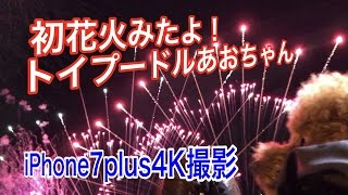 【初花火大会】はじめての花火大会にドキドキなトイプードルあおちゃん