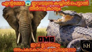 ലോകത്തിലെ ഏറ്റവും ശക്തരായ ജീവികൾ 😱 STRONGEST ANIMALS IN THE WORLD