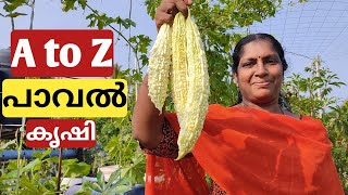 പാവൽ കൃഷി A - Z | Bitter gourd on terrace in container or pot | Malayalam