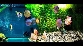 Angelfish and Discus