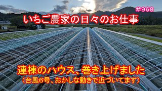 連棟のハウス、巻き上げました（台風６号、おかしな動きで近づいてます）　　いちご農家の日々のお仕事　＃９６８