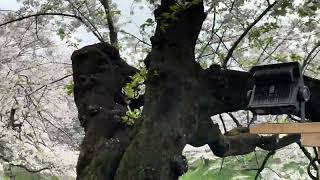 Cherry blossoms in full bloom near Imperial Palace in Tokyo Japan. 東京、千鳥ヶ淵の満開の桜の下を、端から端まで歩く 完全中継。