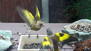 カワラヒワの縄張り争い  手造り野鳥園  Kawarahiwa's behavior