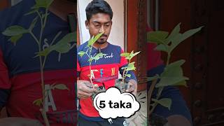 মাত্র ৫ টাকায় পাবেন মালবেরি ফল গাছ গুলো। #shorts #greenplant #malberry