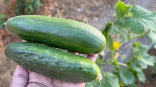 Muncher and Marketmore 76 Cucumbers, Hand Pollination, Pruning and Harvest