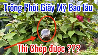 Trồng phôi giấy Mỹ bao lâu thì ghép ???. Dấu hiệu nhận biết !