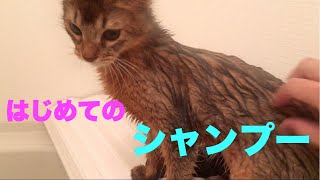 子猫の我が家に来てはじめてのシャンプーに悪戦苦闘！！【ソマリ】