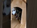 dog held hostage by a cat funny dog video shorts