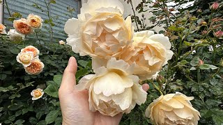 2024 Spring David Austin Wollerton Old Hall Climbing Rose