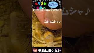 【閲覧注意】奇蟲ヒヨケムシと仲良くなってみた😆　＜生物観察　昆虫バトル　捕食　飼育　世界三大奇蟲　ヒヨケムシ　イエロージャイアント＞#shorts