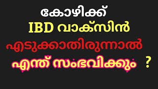 കോഴികളിലെ ബർസൽ രോഗം എങ്ങനെ കണ്ട് പിടിക്കാം / ബ്രോയിലർ കോഴികളിലെ രോഗങ്ങൾ/bursal diccs in poultry