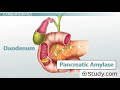 Carbohydrate Digestion and Absorption  Process & End Products