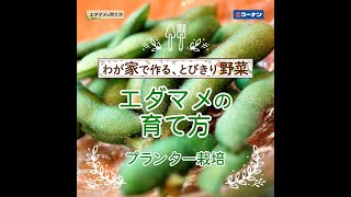 エダマメの育て方【プランター栽培】コーナン