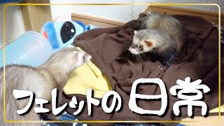 フェレットの日常（２歳１０ヶ月・１歳１ヶ月）ferret!!! Ferret's daily life