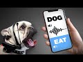 Gadget That Translates Animal Language