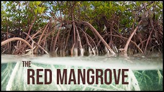 Red Mangrove Facts: The Biology Explained