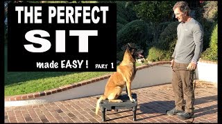 Teach Your Dog SIT on Command - Perfect SIT - Robert Cabral Dog Training Video