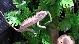 Small Blue Bar Ambilobe Panther Chameleons