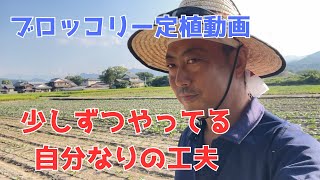 あんまり撮りたくなりブロッコリー定植の作業動画、撮りたくない理由はラストで