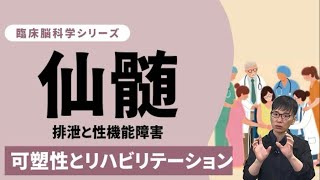 【☑仙髄損傷】症状 レベル リハビリ/排尿障害/性機能障害/脊髄損傷/仙髄神経