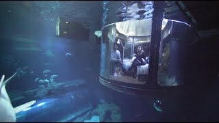 巴黎水族館奇妙夜 與鯊魚同眠【大千世界】海生館｜海洋研究