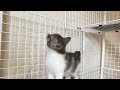 【子猫が巣立っていきました】初めてのお家へ