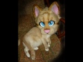 flame point cat mask and creampuff must be 18 or older to order