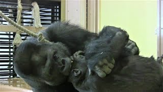 シャバーニと息子キヨマサ36  Dad Shabani \u0026 son Kiyomasa