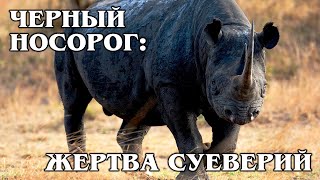 ЧЕРНЫЙ НОСОРОГ: Очень редкий вид носорогов | Интересные факты про носорогов