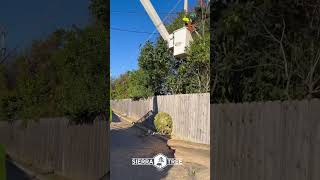 Overgrown branches near power lines can pose serious hazards — from power outages to fire risks