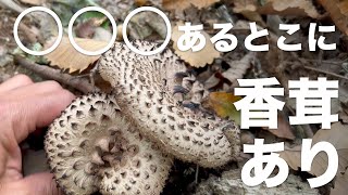 念願のコウタケ様降臨|キノコ狩り