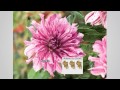 roberta s 3 pc. exhibition over the top dahlia encore with dan hughes