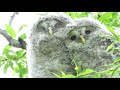 兄弟２羽 寄り添うエゾフクロウ two brothers snuggle up to an ezo owl