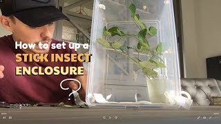 HOW TO SET UP A STICK INSECT ENCLOSURE ?