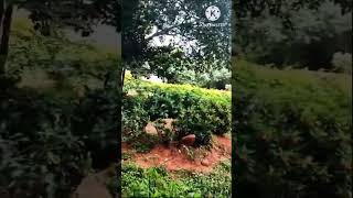 అందమైన ప్రకృతి ,Beutiful Nature # lnature #shorts  #ytshorts #youtubeshorts #telugu #plants #enjoy