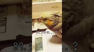 【オカメインコ】体重測定しよう　#shorts