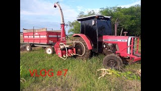 FARMVLOG #7 Massey 275 in the forage harvester, and plants dying of thirst