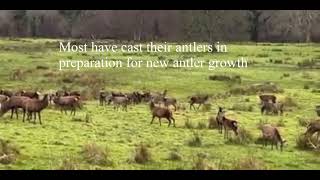 Two large herds of native Irish Red Deer in Killarney National Park, Ireland