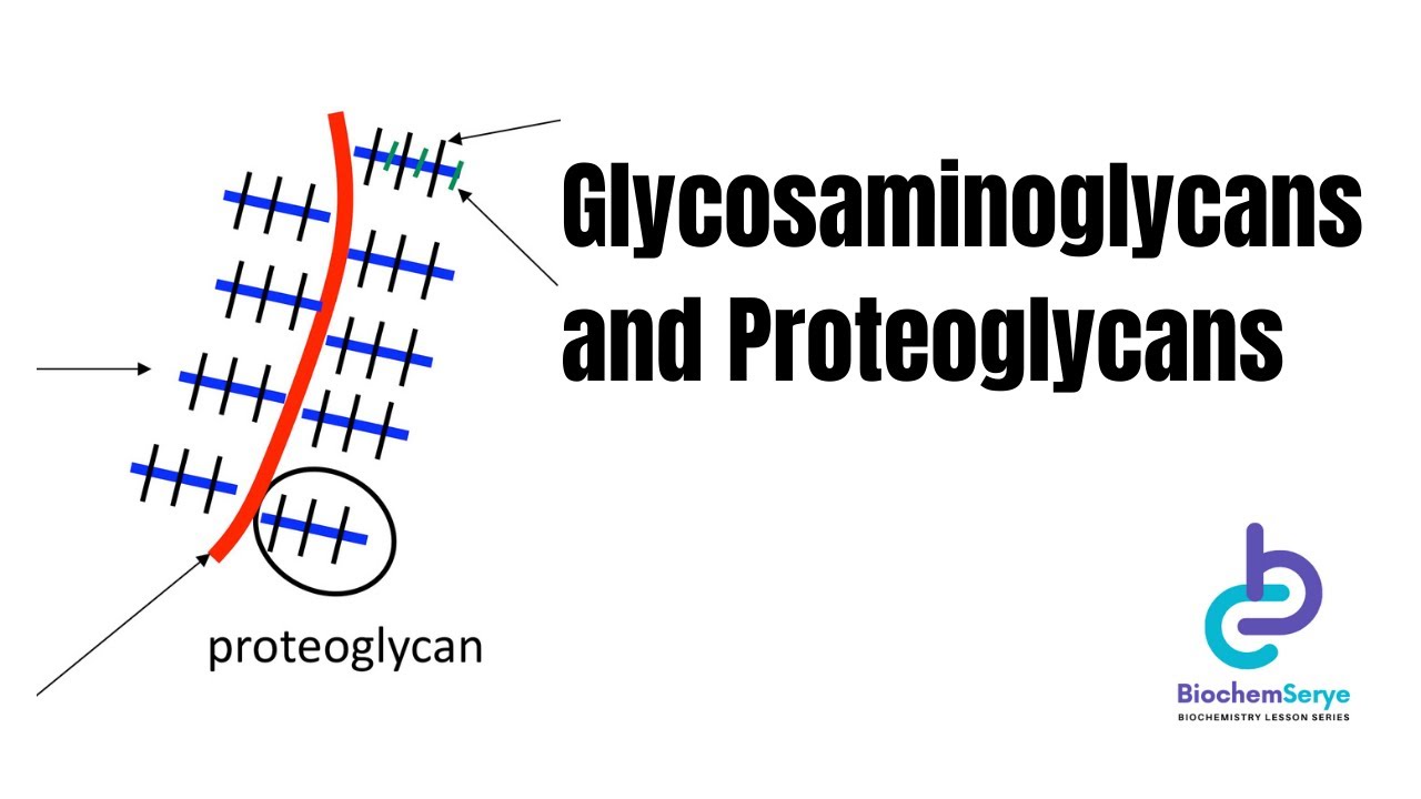 Proteoglycan