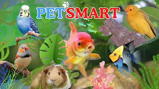 Pet store 🐠🦜🦐 Зоомагазин 🇨🇦