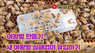 영왕벌 만들기 교미상 만들기 처녀여왕벌 실패 없이 유입하기