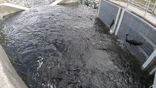 Grand Opening New Fish Ladder At Nimbus Hatchery