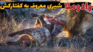 وادوملا شیر نری که کفتار ها را سلاخی کرد : مستند حیات وحش 🤯