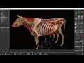 3d cow anatomy. bovine anatomy made for animation low poly. courtesy of scie pro