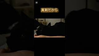 ごまの寝る前のルーティン#ごま #cat #ねこ #保護猫 #黒猫の日常 #猫のいる暮らし #shorts