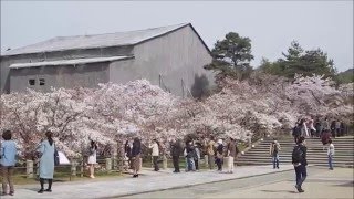 仁和寺　御室桜　Ninna-ji Omuro Sakura