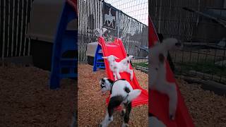 funny goats in park 😂#viral#youtube  #shorts #ytshorts