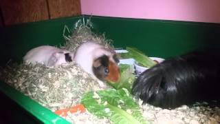 Introducing three male guinea pigs