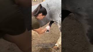 Horse washing #tiktok #shorts