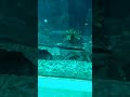 life under the sea dailystyle dailyshorts viral fish